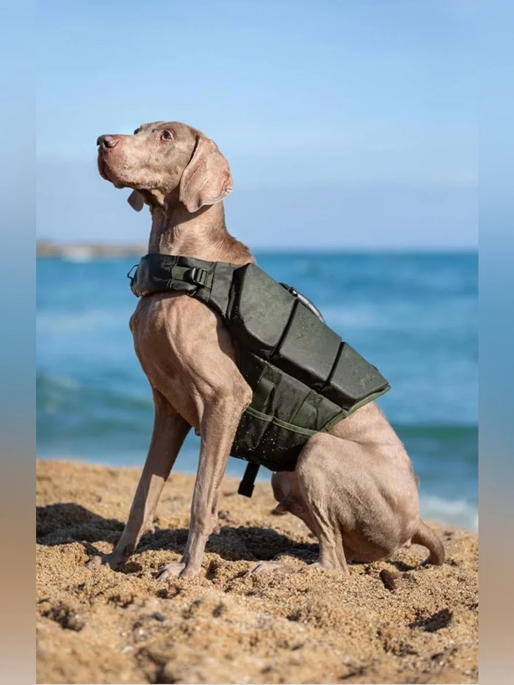 NOAH & PAW Dog Life Jacket, Human Standards Lifejacket Design, Dog Life Vest for